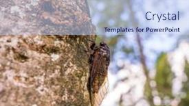  Presentation with big tree - Presentation design consisting of cicada-stayed-on-tree-background background and a light blue colored foreground