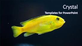  Presentation with rustic lake purple - Theme with cichlid endemic to lake malawi background and a  colored foreground