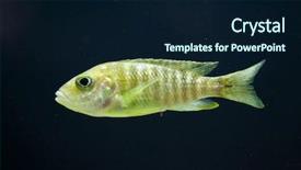  Presentation with lake sebu philippines - PPT theme consisting of cichlid endemic to lake malawi background and a  colored foreground