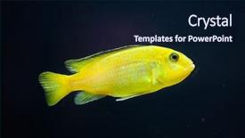  Presentation with lake - Presentation theme having cichlid endemic to lake malawi background and a  colored foreground