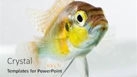  Presentation with fish - Colorful theme enhanced with cichlid-fish-geophagus-surinamensis backdrop and a light gray colored foreground