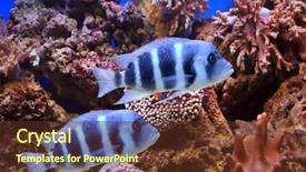  Presentation with africa - Presentation design having cichlid from lake malawi africa background and a tawny brown colored foreground