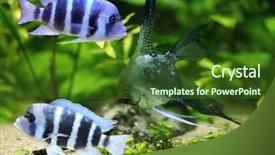  Presentation with africa rivers - PPT theme featuring cichlid from lake malawi africa background and a tawny brown colored foreground