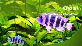  Presentation with africa religion - Theme having cichlid from lake malawi africa background and a tawny brown colored foreground