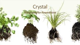  Presentation with herb - PPT layouts having cilantro basil chives thyme background and a soft green colored foreground