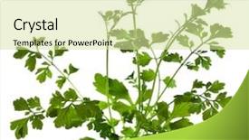  Presentation with herb - PPT theme having cilantro coriander herb isolated background and a soft green colored foreground
