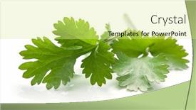  Presentation with leaves - Cool new presentation with cilantro or coriander leaves casting backdrop and a blonde colored foreground