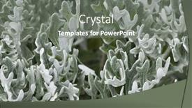  Presentation with leaves - Colorful slides enhanced with cineraria-maritima-cineraria-silverdust-leaves backdrop and a gray colored foreground