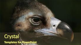  Presentation with wildlife - Beautiful slide deck featuring cinereous vulture aegypius monachus also backdrop and a tawny brown colored foreground