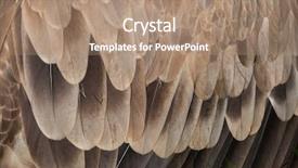  Presentation with texture - PPT layouts with cinereous vulture aegypius monachus also background and a coral colored foreground