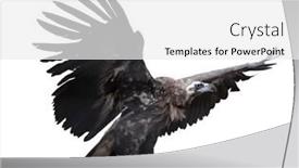  Presentation with globe and open bible - Slides having cinereous-vulture-with-open-wings background and a white colored foreground