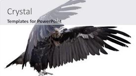  Presentation with an open pit mining - PPT theme having cinereous-vulture-with-open-wings and a light gray colored foreground