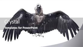  Presentation with open an account - Presentation design consisting of cinereous-vulture-with-open-wings and a dark gray colored foreground