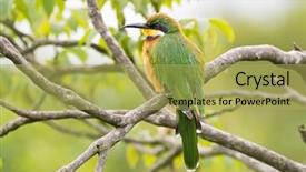  Presentation with orange and grey - Presentation theme consisting of cinnamon chested bee eater bird background and a yellow colored foreground