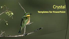  Presentation with serengeti africa - Cool new presentation theme with cinnamon-chested bee-eater merops oreobates at the serengeti national park tanzania africa backdrop and a tawny brown colored foreground