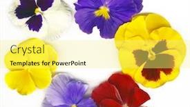  Presentation with circle - Slides consisting of circle-made-of-colorful-viola background and a yellow colored foreground