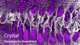  Presentation with circulatory system - Presentation enhanced with circulatory system - abstract organic tissue background and a violet colored foreground