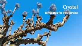  Presentation with first - PPT layouts consisting of circumcision - first of a heavily pruned background and a teal colored foreground