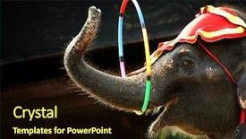  Presentation with circus - Cool new presentation theme with four different empty glass on white background backdrop and a white colored foreground