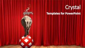  Presentation with circus - Audience pleasing PPT theme consisting of circus animals standing in stack and balancing on ball backdrop and a crimson colored foreground