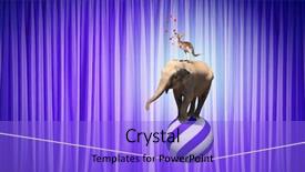  Presentation with circus - Cool new PPT layouts with fun kangaroo - circus animals standing in stack backdrop and a light blue colored foreground
