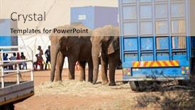  Presentation with circus show - Amazing presentation design having circus-elephants-resting-and-eating backdrop and a lemonade colored foreground