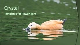  Presentation with swimming - Presentation theme having cistern - ruddy shelduck tadorna ferruginea swimming background and a tawny brown colored foreground