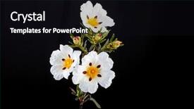  Presentation with dental gum - Audience pleasing slide set consisting of cistus ladanifer - in the heath backdrop and a black colored foreground