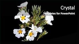  Presentation with dental gum - Presentation theme enhanced with cistus ladanifer - in the heath background and a black colored foreground