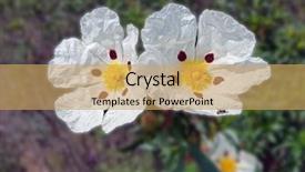  Presentation with dental gum - Audience pleasing slide set consisting of cistus ladanifer in the heath backdrop and a yellow colored foreground