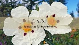  Presentation with dental gum - Slide set having cistus ladanifer in the heath background and a soft green colored foreground