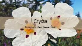  Presentation with dental gum - Colorful slide deck enhanced with cistus ladanifer in the heath backdrop and a  colored foreground