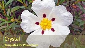  Presentation with dental gum - Cool new presentation theme with cistus ladanifer in the heath backdrop and a tawny brown colored foreground