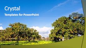  Presentation with citrus - Theme enhanced with citrus - orange orchard in spring background and a teal colored foreground