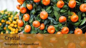  Presentation with chinese new year - PPT layouts enhanced with citrus fruit for chinese new background and a gold colored foreground