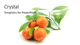  Presentation with citrus - Cool new slide set with citrus fruits kumquats on white backdrop and a  colored foreground