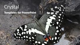  Presentation with citrus - Beautiful presentation design featuring citrus-swallowtail-or-christmas-butterfly backdrop and a dark gray colored foreground