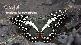  Presentation with citrus - Amazing PPT theme having citrus-swallowtail-or-christmas-butterfly backdrop and a gray colored foreground