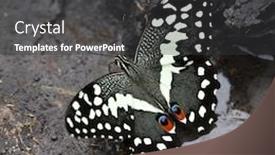  Presentation with citrus - PPT theme featuring citrus-swallowtail-or-christmas-butterfly background and a dark gray colored foreground