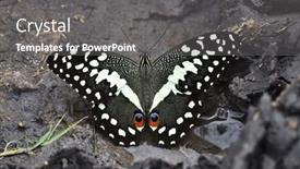  Presentation with citrus - Audience pleasing slide set consisting of citrus-swallowtail-or-christmas-butterfly backdrop and a gray colored foreground