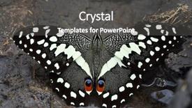  Presentation with citrus - Cool new slide deck with citrus swallowtail or christmas butterfly backdrop and a dark gray colored foreground