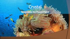  Presentation with reef tank marine aquarium blue - Theme with city biodiversity - anemonefish on coral reef background and a  colored foreground