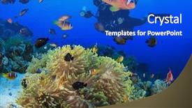  Presentation with scuba diving - Amazing slide deck having city biodiversity - underwater photographer scuba diving backdrop and a  colored foreground