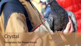  Presentation with dove - Presentation design with closeup white pigeon - city gray dove on hand background and a coral colored foreground