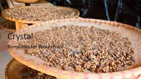  Presentation with kopi - Amazing slide set having civet feces with embedded coffee backdrop and a coral colored foreground