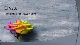  Presentation with rainbow flag - Colorful presentation design enhanced with civil rights - closeup of a rose backdrop and a light gray colored foreground