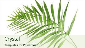  Presentation with palm leaves - Audience pleasing presentation theme consisting of claire - beautiful palm leaves isolated backdrop and a soft green colored foreground