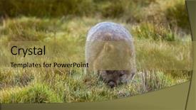  Presentation with mountain lake - Theme enhanced with claire - brown common wombat grazing grass background and a gold colored foreground