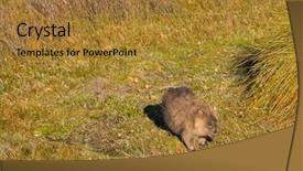  Presentation with mountain lake - Audience pleasing PPT theme consisting of claire - brown common wombat grazing grass backdrop and a gold colored foreground