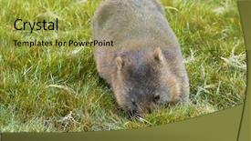  Presentation with cooked brown crab or edible - Cool new PPT theme with claire - brown common wombat grazing grass backdrop and a yellow colored foreground